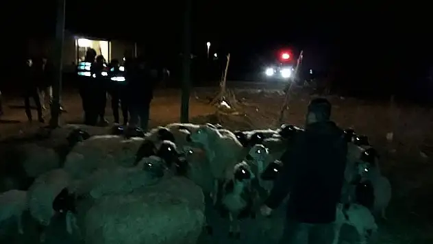 Konya'da kayıp olan 46 koyunu jandarma bulup sahibine teslim etti