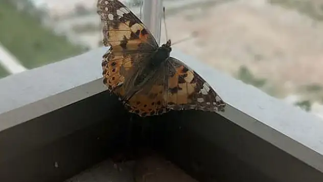 Konya'da kelebek istilası!