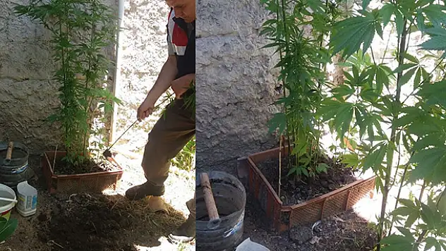 Konya'da kenevir baskını
