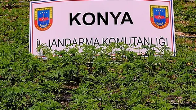 Konya'da kenevir tarlasına baskın! 24 milyon liralık...