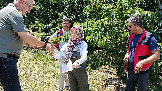 Konya'da kiraz hasadı denetim altında