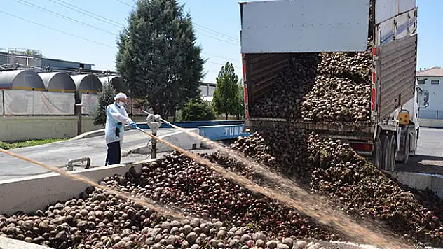 Konya'da kırmızı pancar hasadı başladı