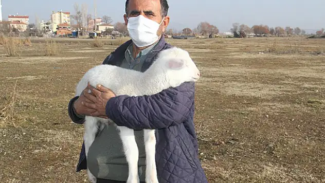 Konya'da kış kuzuları yavrulamaya başladı