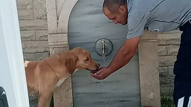Konya'da  köpeğe eliyle su içiren park ve bahçeler görevlisi takdir topladı