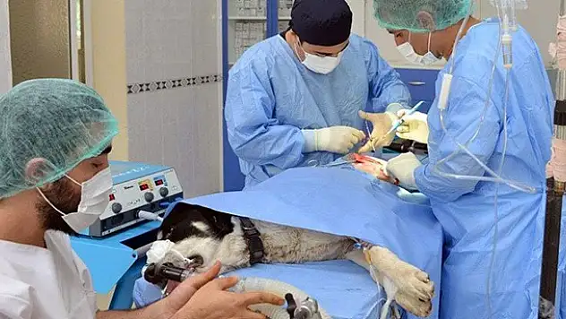 Konya'da Köpeğe Kalça Çıkığı Ameliyatı Yapıldı