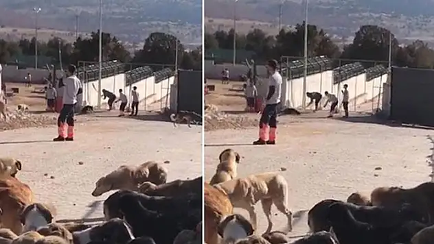 Konya'da köpeğin kürekle öldürülmesi olayında 2 sanık tahliye edildi
