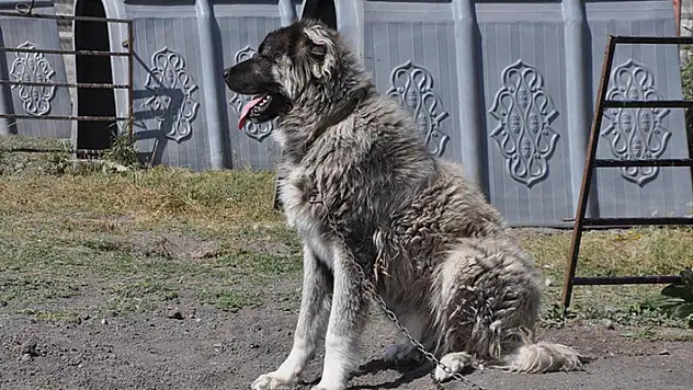 Konya'da köpeğin saldırdığı çocuk hastanelik oldu: 40 dikiş atıldı