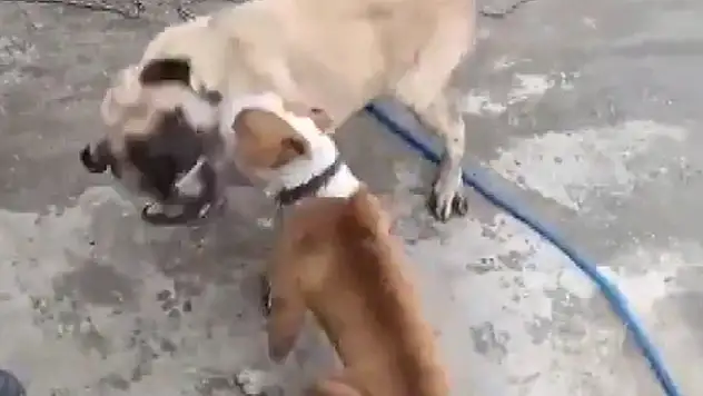 Konya'da köpek dövüştüren 3 caniye para cezası! 50 bin lira ödeyecekler