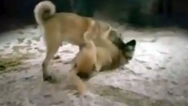 Konya'da köpek dövüştürüp bahis oynayan 28 kişiye para cezası uygulandı