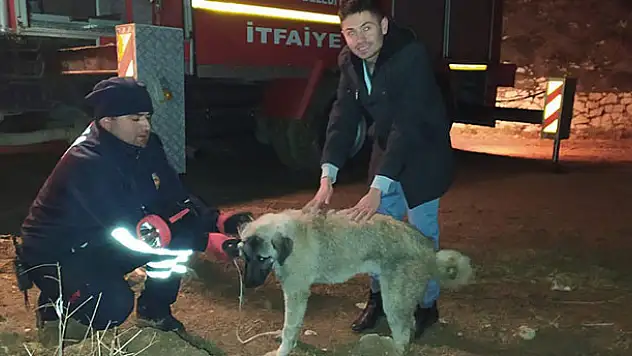 Konya'da köpek kurtarma operasyonu