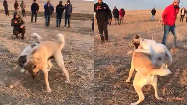 Konya'da köpekleri dövüştürerek birbirine parçalatan  cani yakalandı! 39 bin 931 lira ödeyip kurtuldular
