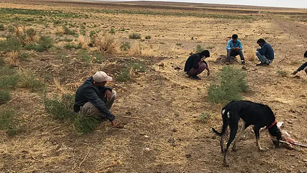Konya'da köpeklerle tavşan avlayan 5 kişiye 14 bin 355 lira ceza kesildi