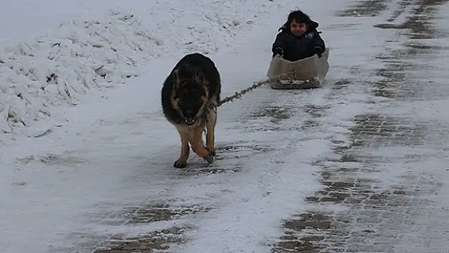 Konya'da köpekli kızak keyfi