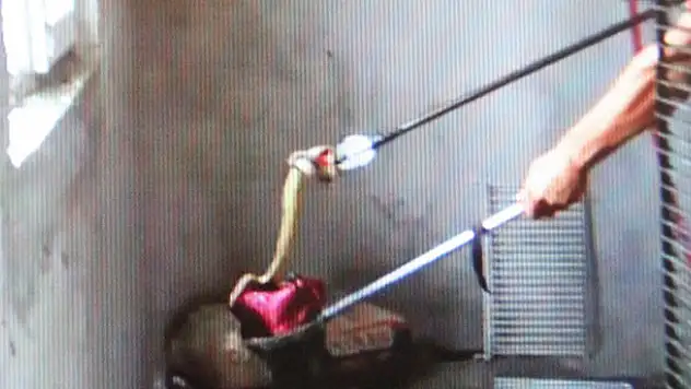 Konya'da korku dolu anlar! Eve giren yılanı itfaiye ekipleri çıkardı