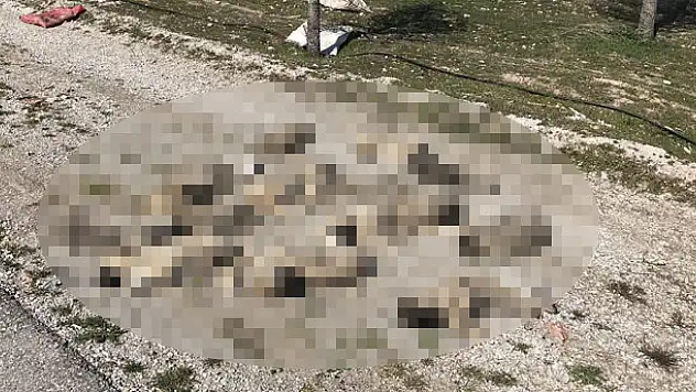 Konya'da korkunç manzara! Yol kenarına atılmış 13 ölü köpek yavrusu...
