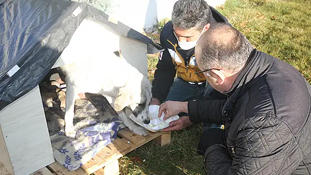Konya'da koronavirüs savaşçısı sağlıkçılar 11 köpek yavrusu ve annesine sahip çıktı