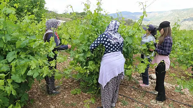 Konya'da köylülerin gelir kaynağı asma yaprağı üreticiyi sevindiriyor