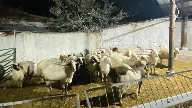 Konya'da koyun hırsızlığı şüphelisi yakalandı

