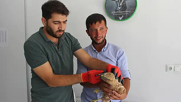 Konya'da koyun otlatan çobanın bulduğu yaralı  kartal tedavi altına alındı
