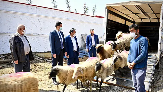 Konya'da koyunları telef olan ailenin hüznü sevince döndü! Konya Büyükşehir Belediyesi 20 koyun hediye etti