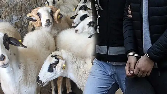 Konya'da küçükbaş hayvan hırsızlığı yapan şüpheli tutuklandı
