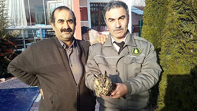Konya'da kulaklı orman baykuşu bulundu