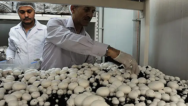 Konya'da kültür mantarı hasadı yapıldı