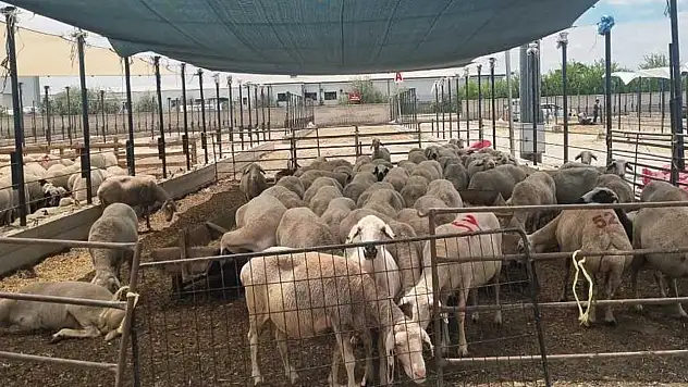 Konya'da kurban pazarı kontrolleri artırıldı