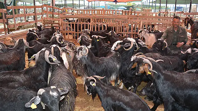Konya'da kurban pazarlarındaki hareketlilik arttı