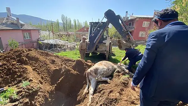 Konya'da kuyuya düşen inek açılan tünel sayesinde kurtarıldı

