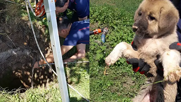 Konya'da kuyuya düşen yavru köpek kurtarıldı