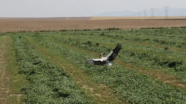 Konya'da leyleklerin hasat sonu fare avı