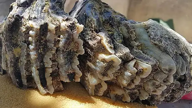 Konya'da Mamut'a ait diş fosili bulundu