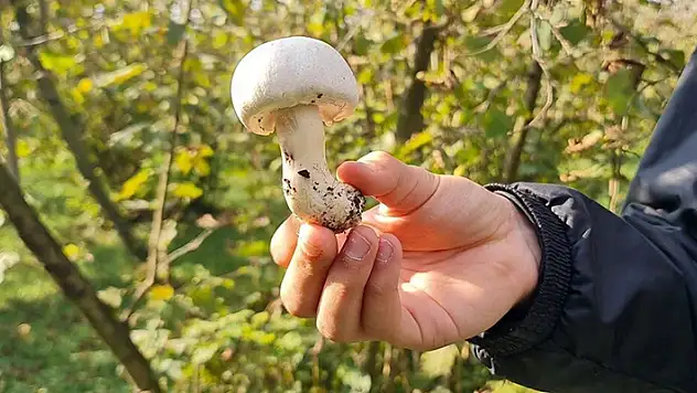 Konya'da mantar zehirlenmesi şüphesiyle 3 kişi hastaneye kaldırıldı
