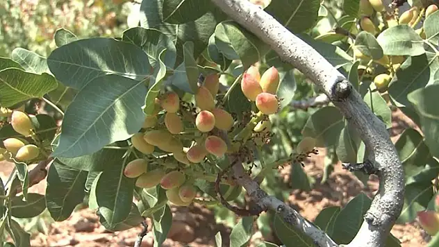 Konya'da menengiç ağaçlarına aşılanan Antep fıstığının yöreye katkı sağlaması hedefleniyor
