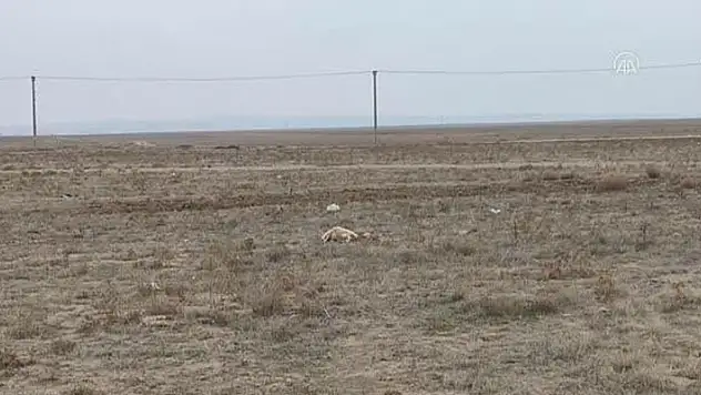 Konya'da merada otlayan 35 gebe koyun telef oldu
