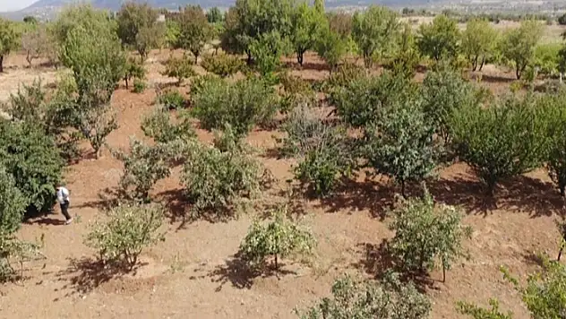 Konya'da merak üzerine dereden getirdiği elma fidanını diken vatandaş, şimdi 5 ton hasat yapıyor