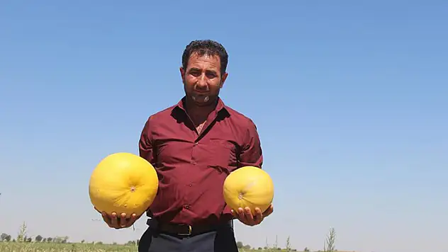 Konya'da merak üzerine kabak ekmeye başlayan çiftçi üretimini her yıl arttırdı
