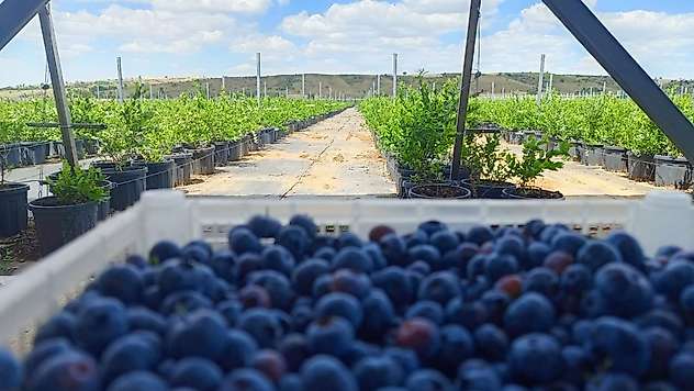Konya'da meşhur blueberry meyvesi hasat edildi