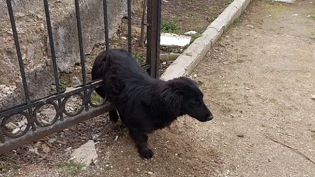 Konya'da mezarlığın demir kapısına sıkışan köpeği itfaiye ekipleri kurtardı