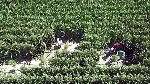 Konya'da mısır tarlalarına 'drone'lu kenevir operasyonu: 8 gözaltı