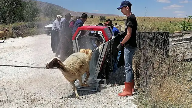 Konya'da mobil koyun banyosu ile koyunlar yıkanıp ilaçlanıyor
