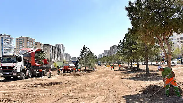 Konya'da nakledilen ağaçlar bu parkta yeşeriyor