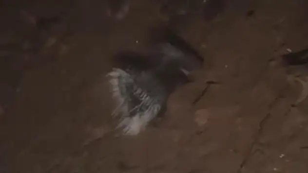 Konya'da nesli tükenme tehlikesi altında olan oklu kirpi görüntülendi

