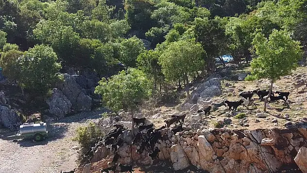 Konya'da oğlakların annelerine kavuşması renkli görüntüler oluşturdu