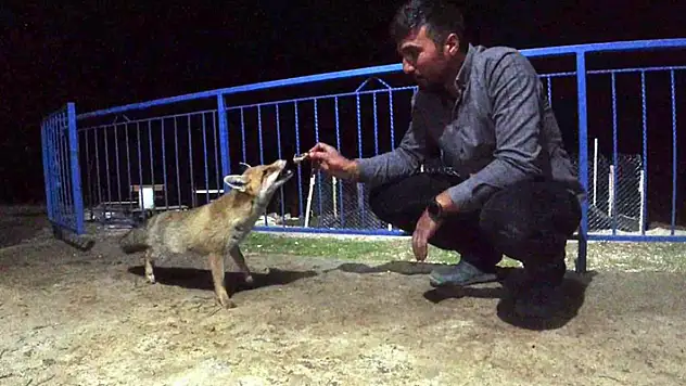 Konya'da okul müdürü dostluk kurduğu tilkiyi eliyle besliyor