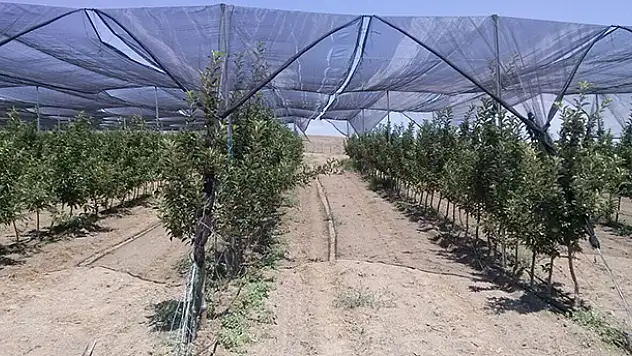 Konya'da organik elma üretim tesisi kuruldu