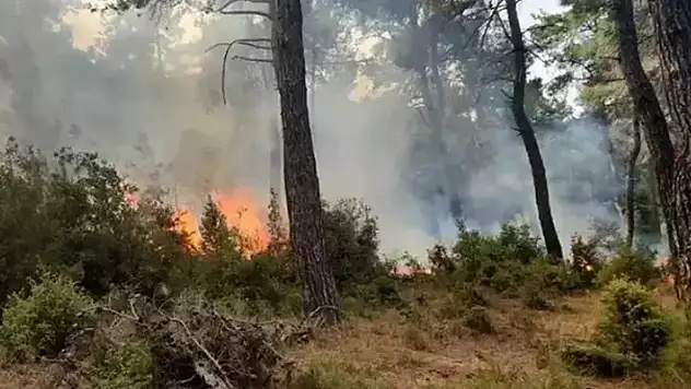 Konya'da ormanlık alanda çıkan yangın kontrol altına alındı