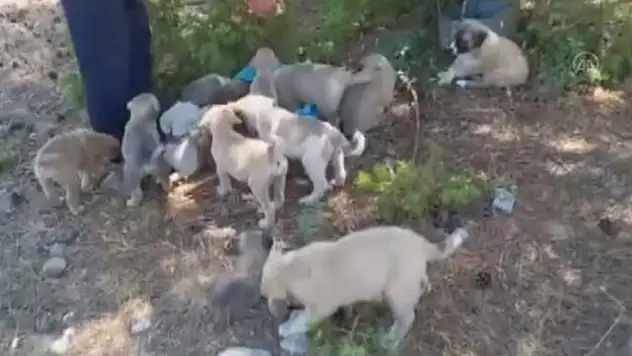 Konya'da ormanlık alanda ölüme terk edilmiş 21 köpek yavrusu bulundu
