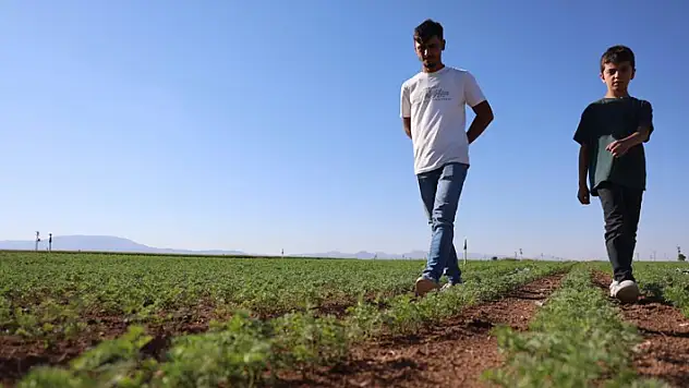 Konya'da ortaokuldan sonra başladığı çiftçilikte azimle çalışan genç çiftçi, ürünlerini yurt dışına gönderiyor